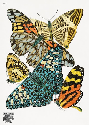 E.A. S&eacute;guy's vintage butterflies (1925) | Free Photo Illustration - rawpixel