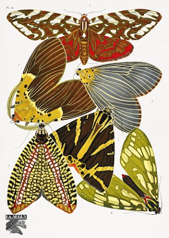 E.A. S&eacute;guy's vintage butterflies (1925) | Free Photo Illustration - rawpixel