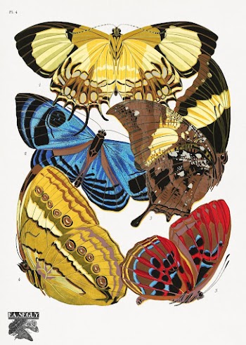E.A. S&eacute;guy's vintage butterflies (1925) | Free Photo Illustration - rawpixel
