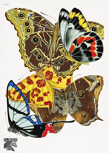 E.A. S&eacute;guy's vintage butterflies (1925) | Free Photo Illustration - rawpixel