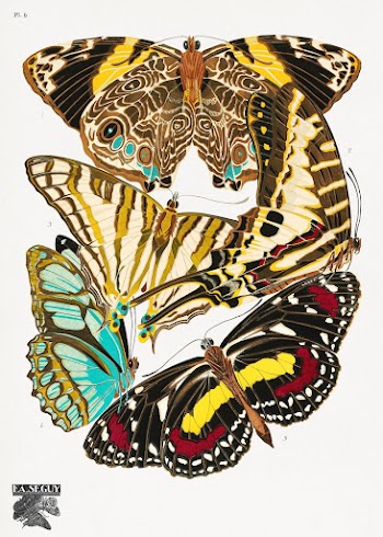 E.A. S&eacute;guy's vintage butterflies (1925) | Free Photo Illustration - rawpixel