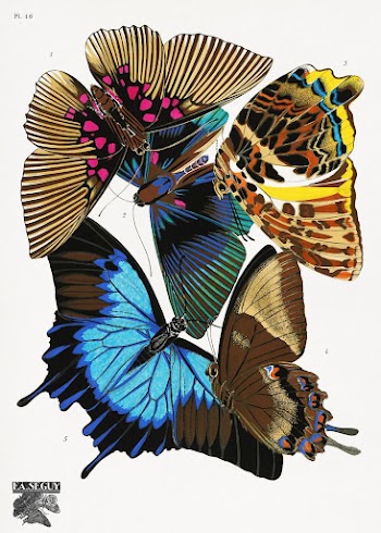 E.A. S&eacute;guy's vintage butterflies (1925) | Free Photo Illustration - rawpixel