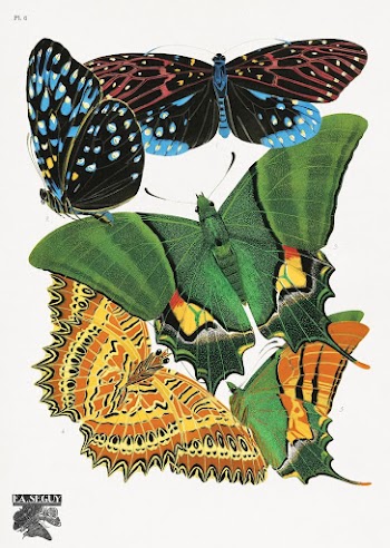 E.A. S&eacute;guy's vintage butterflies (1925) | Free Photo Illustration - rawpixel