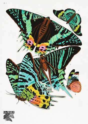 E.A. S&eacute;guy's vintage butterflies (1925) | Free Photo Illustration - rawpixel