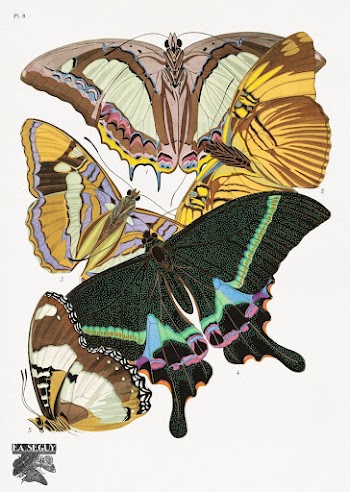 E.A. S&eacute;guy's vintage butterflies (1925) | Free Photo Illustration - rawpixel
