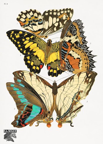 E.A. S&eacute;guy's vintage butterflies (1925) | Free Photo Illustration - rawpixel