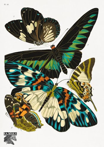 E.A. S&eacute;guy's vintage butterflies (1925) | Free Photo Illustration - rawpixel