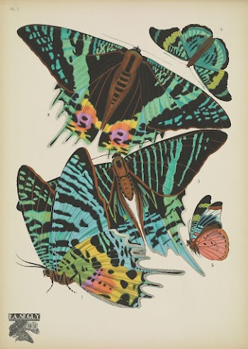 E.A. S&eacute;guy's vintage butterflies (1925) | Free Photo Illustration - rawpixel