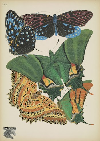 E.A. S&eacute;guy's vintage butterflies (1925) | Free Photo Illustration - rawpixel
