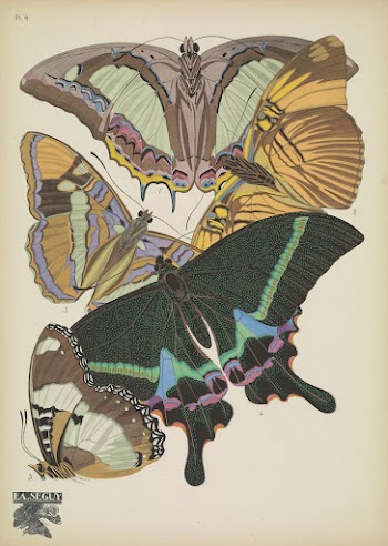 E.A. S&eacute;guy's vintage butterflies (1925) | Free Photo Illustration - rawpixel