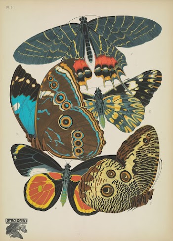 E.A. S&eacute;guy's vintage butterflies (1925) | Free Photo Illustration - rawpixel