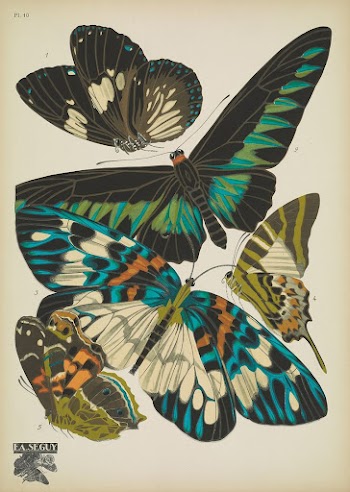 E.A. S&eacute;guy's vintage butterflies (1925) | Free Photo Illustration - rawpixel