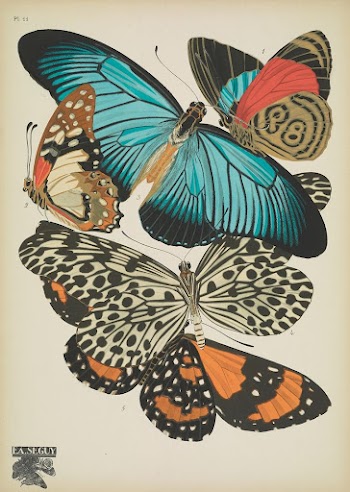 E.A. S&eacute;guy's vintage butterflies (1925) | Free Photo Illustration - rawpixel