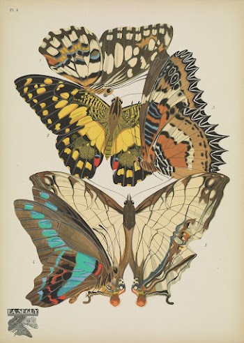 E.A. S&eacute;guy's vintage butterflies (1925) | Free Photo Illustration - rawpixel