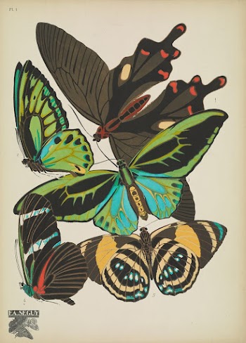 E.A. S&eacute;guy's vintage butterflies (1925) | Free Photo Illustration - rawpixel