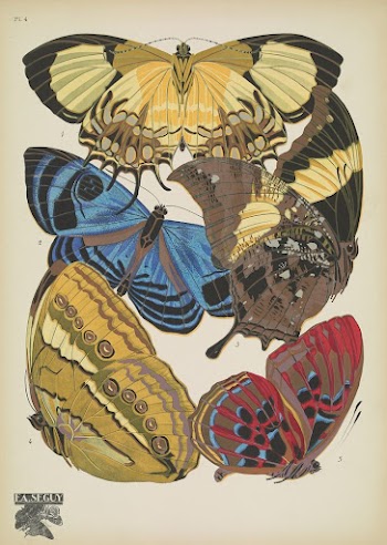 E.A. S&eacute;guy's vintage butterflies (1925) | Free Photo Illustration - rawpixel