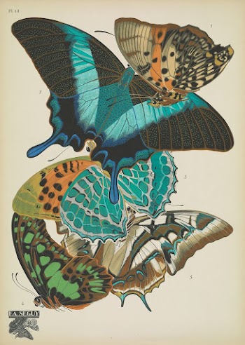 E.A. S&eacute;guy's vintage butterflies (1925) | Free Photo Illustration - rawpixel