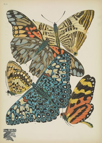 E.A. S&eacute;guy's vintage butterflies (1925) | Free Photo Illustration - rawpixel