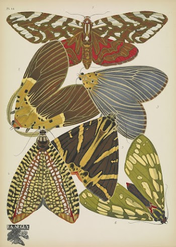 E.A. S&eacute;guy's vintage butterflies (1925) | Free Photo Illustration - rawpixel