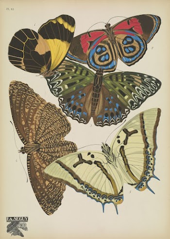E.A. S&eacute;guy's vintage butterflies (1925) | Free Photo Illustration - rawpixel