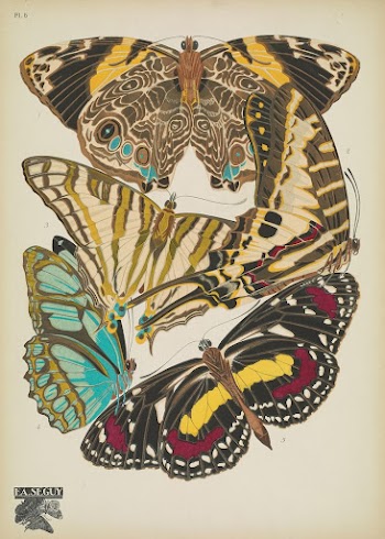 E.A. S&eacute;guy's vintage butterflies (1925) | Free Photo Illustration - rawpixel