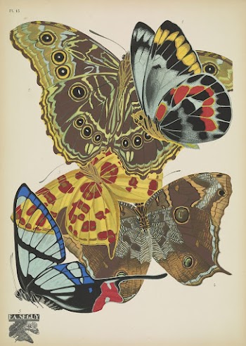 E.A. S&eacute;guy's vintage butterflies (1925) | Free Photo Illustration - rawpixel