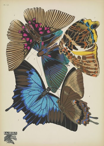 E.A. S&eacute;guy's vintage butterflies (1925) | Free Photo Illustration - rawpixel