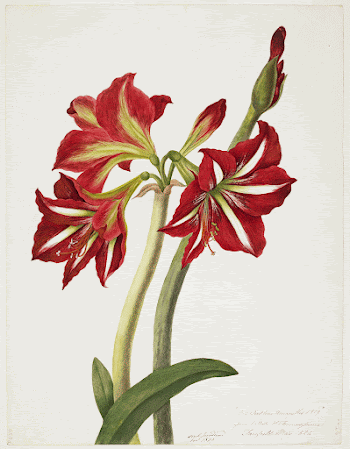 E.F. Seedling Amaryllis 1819 (1824) | Free Photo - rawpixel