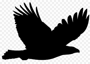 Eagle, Bald Eagle, Bird, White PNG