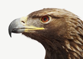 Eagle bird collage element psd | Free PSD - rawpixel