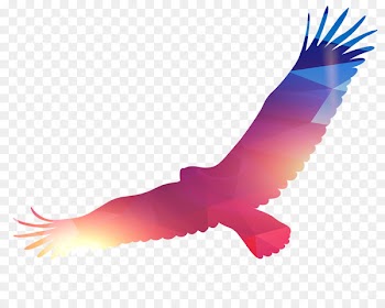 Eagle Bird - Eagle PNG 