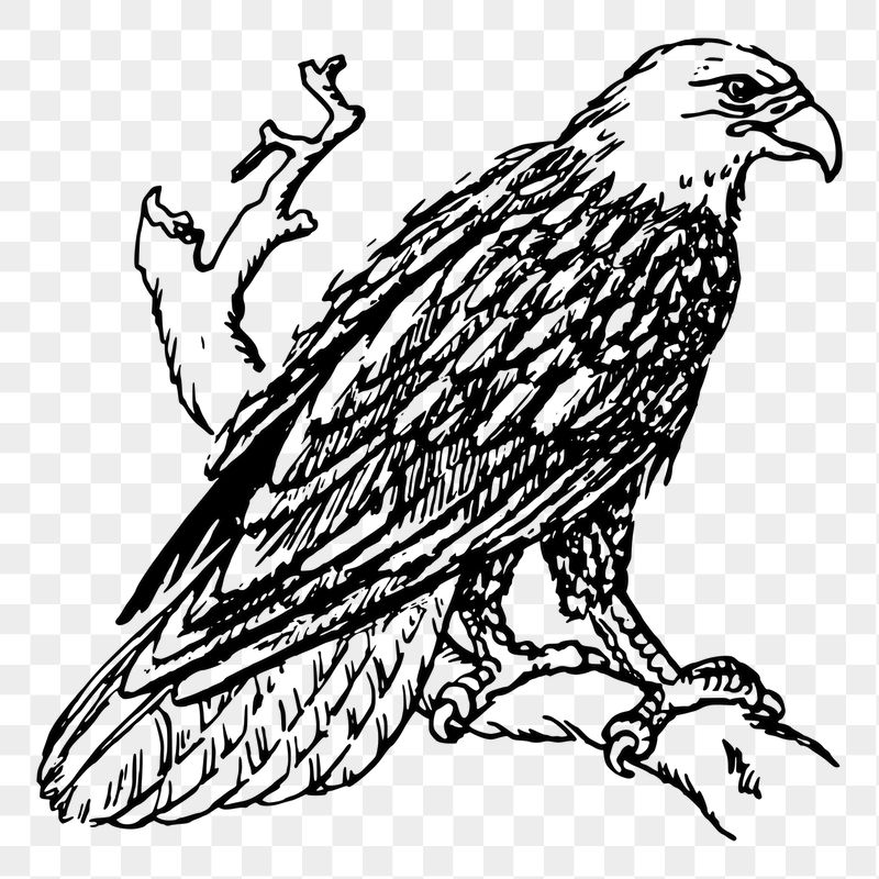 Eagle bird png sticker illustration, | Free PNG - rawpixel