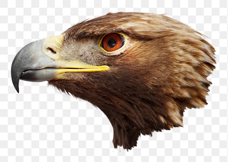 Eagle bird png sticker, transparent | Free PNG - rawpixel