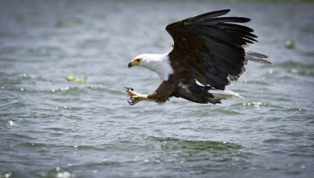 Eagle Catching for Fish