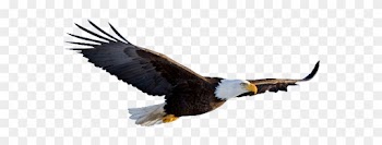 Eagle Clipart No Backround Clip Art Library - Eagle Flying No Background