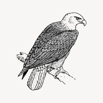 Eagle clipart, vintage illustration vector. | Free Vector - rawpixel
