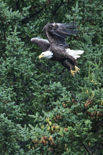 eagle_flight.jpg