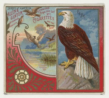 Eagle, from the Birds of America | Free Photo - rawpixel