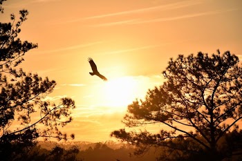 eagle hanging under sunset
