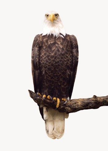 Eagle isolated on white, animal | Free Photo - rawpixel