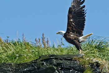 eagle_launch.jpg