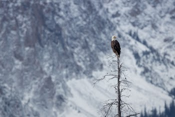 Eagle On Tree