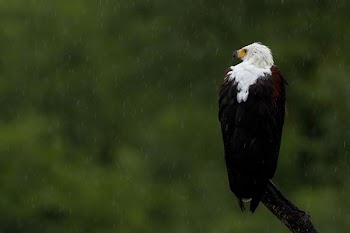 eagle on tree branch
