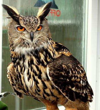Eagle_Owl_1882.JPG