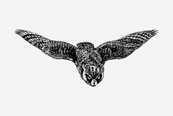 Eagle owl drawing, vintage bird | Free Photo - rawpixel