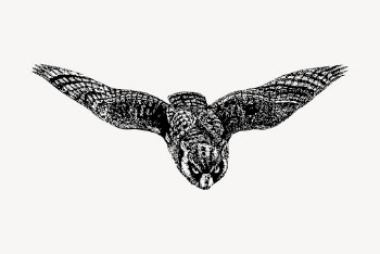Eagle owl drawing, vintage bird | Free Vector - rawpixel
