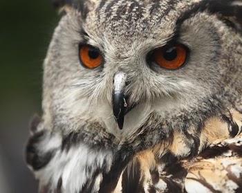 eagle_owl.jpg