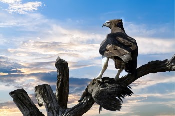 Eagle Perched on Tree Branch
