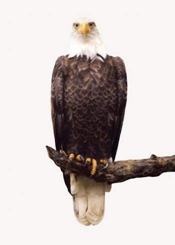 Eagle perching on branch, real | Free PSD - rawpixel