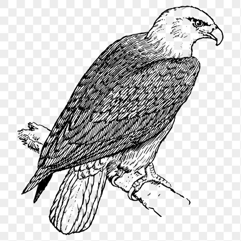 Eagle png sticker illustration, transparent | Free PNG - rawpixel